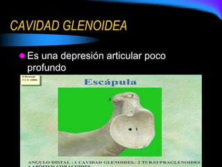 CAVIDAD GLENOIDEA
 Es una depresión articular poco
profundo
 