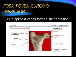 FOSA ,FOVEA ,SURCO O
IMPRESIÓN
 Se aplica a varias formas de depresión
 