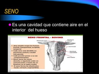 SENO
 Es una cavidad que contiene aire en el
interior del hueso
 