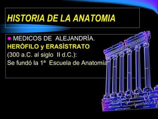 HISTORIA DE LA ANATOMIA
 MEDICOS DE ALEJANDRÌA.
HERÒFILO y ERASÌSTRATO
(300 a.C. al siglo II d.C.):
Se fundó la 1ª Escuela de Anatomía.
 