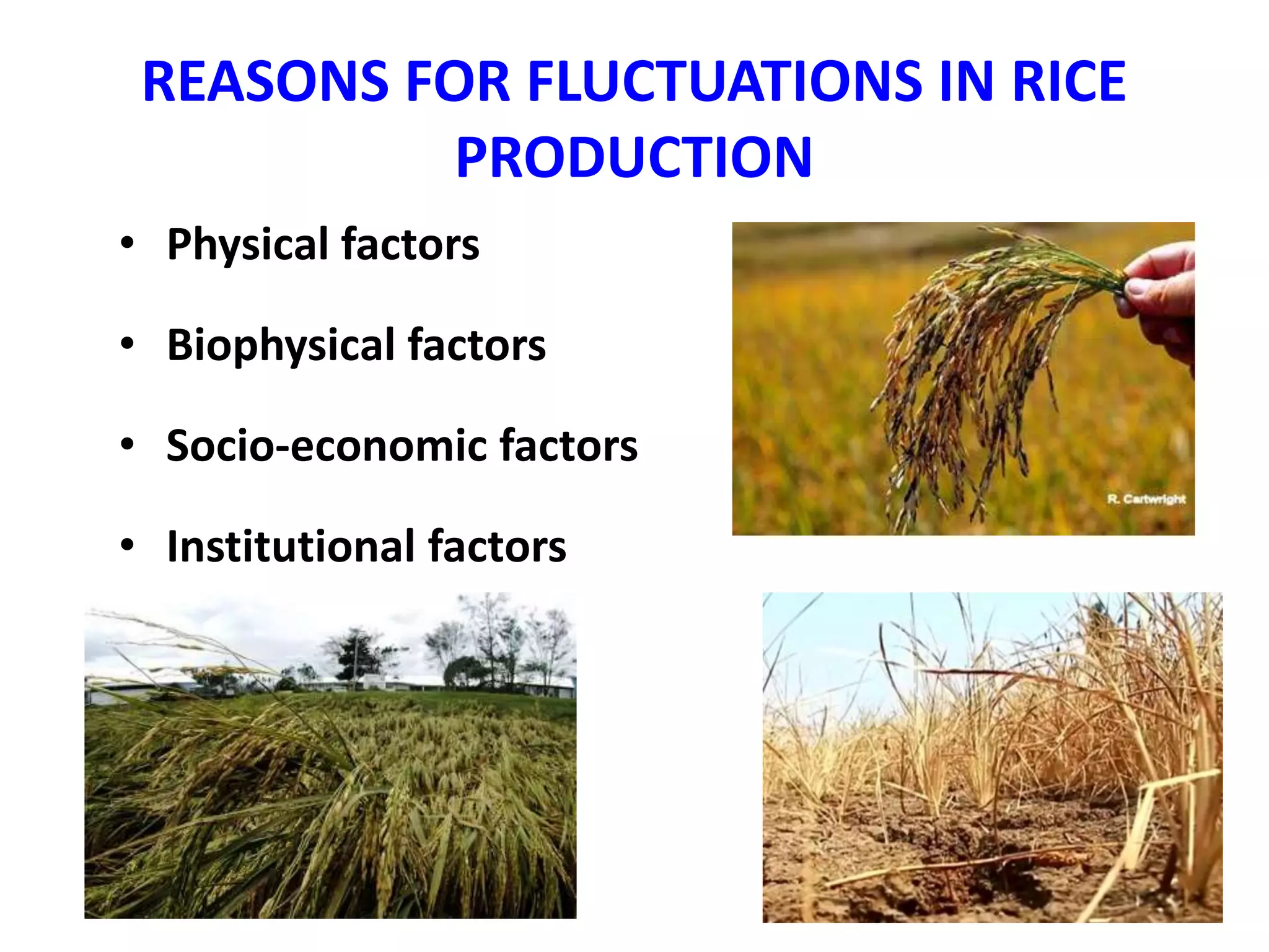 SUSTAIN RICE PRODUCTIVITY TO ENSURE FOOD SECURITY | PPT