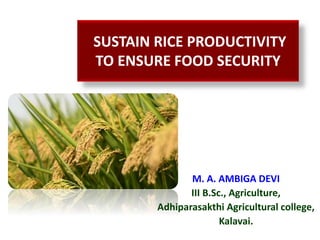 SUSTAIN RICE PRODUCTIVITY
TO ENSURE FOOD SECURITY
M. A. AMBIGA DEVI
III B.Sc., Agriculture,
Adhiparasakthi Agricultural college,
Kalavai.
 