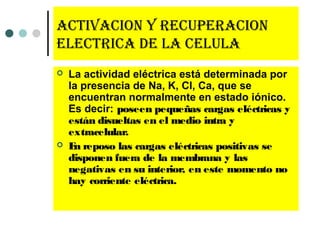 acTiVacion y recuperacion
elecTrica de la celula
 La actividad eléctrica está determinada por
la presencia de Na, K, Cl, Ca, que se
encuentran normalmente en estado iónico.
Es decir: poseen pequeñas cargas eléctricas y
están disueltas en el medio intra y
extracelular.
 En reposo las cargas eléctricas positivas se
disponen fuera de la membrana y las
negativas en su interior, en este momento no
hay corriente eléctrica.
 