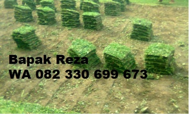 80+ Gambar Rumput Gajah Mini Terbaik 80+ Gambar Rumput Gajah Mini Terbaik