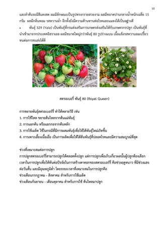และลาต้นจะมีสีแดงสด ผมมีลักษณะเป็นรูปทรงกรวยสวยงาม ผลมีขนาดปานกลางน้าหนักเฉลี่ย 15
กรัม ผลมีกลิ่นหอม รสหวานฉ่า อีกทั้งยังมีความต้านทานต่อโรคและแมลงได้เป็นอย่่างดี
 พันธุ์ 329 (Yale) เป็นพันธุ์ที่กรมส่งเสริมการเกษตรส่งเสริมให้กับเกษตรกรปลูก เป็นพันธุ์ที่
นาเข้ามาจากประเทศอิสราเอล ผลมีขนาดใหญ่กว่าพันธุ์ 80 รูปร่างแบน เนื้อแข็งรสหวานอมเปรี้ยว
ทนต่อการขนส่งได้ดี
สตรอเบอรี่ พันธุ์ 80 (Royal Queen)
การขยายพันธุ์สตรอเบอร์รี่ ทาได้หลายวิธี เช่น
1. การใช้ไหล ขยายต้นไหลจากต้นแม่พันธุ์
2. การแยกต้น หรือแยกกอจากต้นหลัก
3. การใช้เมล็ด ใช้ในกรณีที่มีการผสมพันธุ์เพื่อให้ได้พันธุ์ใหม่เกิดขึ้น
4. การเพาะเลี้ยงเนื้อเยื่อ เป็นการผลิตเพื่อให้ได้ต้นพันธุ์ที่ปลอดโรคและมีความสมบูรณ์ที่สุด
ช่วงที่เหมาะสมต่อการปลูก
การปลูกสตรอเบอร์รี่สามารถปลูกได้ตลอดทั้งปลูก แต่การปลูกเพื่อเก็บเกี่ยวผลนั้นผู้ปลูกต้องเลือก
เวลาในการปลูกเพื่อให้ทันต่อปัจจัยในการสร้างตาดอกของสตรอเบอร์รี่ คือช่วงฤดูหนาว ที่มีช่วงแสง
ต่อวันสั้น และมีอุณหภูมิต่า โดยระยะเวลาที่เหมาะสมในการปลูกคือ
ช่วงเดือนกรกฎาคม - สิงหาคม สาหรับการใช้เมล็ด
ช่วงเดือนกันยายน - เดือนตุลาคม สาหรับการใช้ ต้นไหลมาปลูก
10
 
