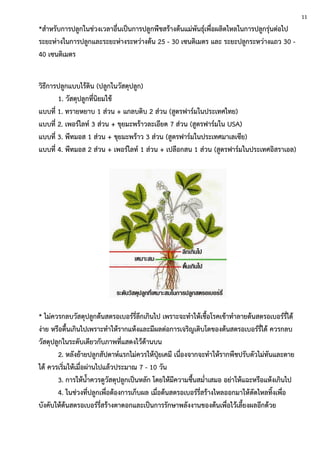 *สาหรับการปลูกในช่วงเวลาอื่นเป็นการปลูกพืชสร้างต้นแม่พันธุ์เพื่อผลิตไหลในการปลูกรุ่นต่อไป
ระยะห่างในการปลูกและระยะห่างระหว่างต้น 25 - 30 เซนติเมตร และ ระยะปลูกระหว่างแถว 30 -
40 เซนติเมตร
วิธีการปลูกแบบไร้ดิน (ปลูกในวัสดุปลูก)
1. วัสดุปลูกที่นิยมใช้
แบบที่ 1. ทรายหยาบ 1 ส่วน + แกลบดิบ 2 ส่วน (สูตรฟาร์มในประเทศไทย)
แบบที่ 2. เพอร์ไลท์ 3 ส่วน + ขุยมะพร้าวละเอียด 7 ส่วน (สูตรฟาร์มใน USA)
แบบที่ 3. พีทมอส 1 ส่วน + ขุยมะพร้าว 3 ส่วน (สูตรฟาร์มในประเทศมาเลเซีย)
แบบที่ 4. พีทมอส 2 ส่วน + เพอร์ไลท์ 1 ส่วน + เปลือกสน 1 ส่วน (สูตรฟาร์มในประเทศอิสราเอล)
* ไม่ควรกลบวัสดุปลูกต้นสตรอเบอร์รี่ลึกเกินไป เพราะจะทาให้เชื้อโรคเข้าทาลายต้นสตรอเบอร์รี่ได้
ง่าย หรือตื้นเกินไปเพราะทาให้รากแห้งและมีผลต่อการเจริญเติบโตของต้นสตรอเบอร์รี่ได้ ควรกลบ
วัสดุปลูกในระดับเดียวกับภาพที่แสดงไว้ด้านบน
2. หลังย้ายปลูกสัปดาห์แรกไม่ควรให้ปุ๋ยเคมี เนื่องจากจะทาให้รากพืชปรับตัวไม่ทันและตาย
ได้ ควรเริ่มให้เมื่อผ่านไปแล้วประมาณ 7 - 10 วัน
3. การให้น้าควรดูวัสดุปลูกเป็นหลัก โดยให้มีความชื้นสม่าเสมอ อย่าให้แฉะหรือแห้งเกินไป
4. ในช่วงที่ปลูกเพื่อต้องการเก็บผล เมื่อต้นสตรอเบอร์รี่สร้างไหลออกมาให้ตัดไหลทิ้งเพื่อ
บังคับให้ต้นสตรอเบอร์รี่สร้างตาดอกและเป็นการรักษาพลังงานของต้นเพื่อไว้เลี้ยงผลอีกด้วย
11
 