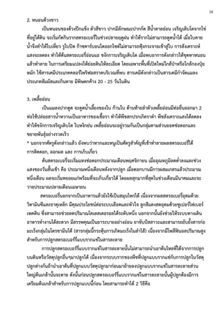 2. หนอนด้วงขาว
เป็นหนอนของด้วงปีกแข็ง ตัวสีขาว ปากมีลักษณะปากกัด สีน้าตาลอ่อน เจริญเติบโตจากไข่
ที่อยู่ใต้ดิน จะเริ่มกัดกินรากสตรอเบอรี่ในช่วงปลายฤดูฝน ทาให้รากไม่สามารถดูดน้าได้ เมื่อใบคาย
น้าจึงทาให้ใบเหี่ยว รูใบปิด ก๊าซคาร์บอนไดออกไซด์ไม่สามารถฟุ้งกระจายเข้าสู่ใบ การสังเคราะห์
แสงจะลดลง ทาให้ต้นสตรอเบอรี่อ่อนแอ ชงักการเจริญเติบโต เมื่อพบอาการดังกล่าวให้ขุดหาหนอน
แล้วทาลาย ในการเตรียมแปลงให้ย่อยดินให้ละเอียด โดยเฉพาะพื้นที่เปิดใหม่ใกล้ป่าหรือใกล้กองปุ๋ย
หมัก ใช้สารเคมีประเภทคลอร์ไพริฟอสราดบริเวณที่พบ สารเคมีดังกล่าวเป็นสารเคมีกาจัดแมลง
ประเภทสัมผัสและกินตาย มีพิษตกค้าง 20 - 25 วันในดิน
3. เพลี้ยอ่อน
เป็นแมลงปากดูด จะดูดน้าเลี้ยงของใบ ก้านใบ ด้านท้ายลาตัวเพลี้ยอ่อนมีท่อยื่นออกมา 2
ท่อใช้ปล่อยสารน้าหวานเป็นอาหารของเชื้อรา ทาให้พืชสกปรกเกิดราดา พืชสังเคราะแสงได้ลดลง
ทาให้ชงักการเจริญเติบโต ใบหงิกย่น เพลี้ยอ่อนจะอยู่รวมกันเป็นกลุ่มตามส่วนยอดช่อดอกและ
ขยายพันธุ์อย่างรวดเร็ว
* นอกจากศัตรูดังกล่าวแล้ว ยังพบว่าทากและหนูเป็นศัตรูสาคัญที่เข้าทาลายผลสตรอเบอรี่ได้
การติดดอก, ออกผล และ การเก็บเกี่ยว
ต้นสตรอเบอรี่จะเริ่มแทงช่อดอกประมาณเดือนพฤศจิกายน เมื่ออุณหภูมิลดต่าลงและช่วง
แสงของวันสั้นเข้า คือ ประมาณหนึ่งเดือนหลังจากปลูก เมื่อดอกบานมีการผสมเกสรแล้วประมาณ
หนึ่งเดือน ผลจะเริ่มทยอยแก่พร้อมที่จะเก็บเกี่ยวได้ โดยผลสุกมากที่สุดในช่วงเดือนมีนาคมและจะ
วายประมาณปลายเดือนเมษายน
สตรอเบอรี่นอกจากเป็นอาหารแล้วยังใช้เป็นสมุนไพรได้ เนื่องจากผลสตรอเบอรี่อุดมด้วย
วิตามินซีและธาตุเหล็ก มีคุณประโยชน์ต่อระบบเลือดและหัวใจ ลูกสีแดงสดอุดมด้วยซูเปอร์ไฟเบอร์
เพคติน ซึ่งสามารถช่วยลดปริมาณโคเลสเตอรอลได้ระดับหนึ่ง นอกจากนั้นยังช่วยให้ระบบทางเดิน
อาหารทางานได้สะดวก มีสรรพคุณเป็นยาระบายอย่างอ่อน ยาขับปัสสาวะและสามารถยับยั้งสารก่อ
มะเร็งกลุ่มไนโตรซามึนได้ (สารกลุ่มนี้กระตุ้นการเกิดมะเร็งในลาไส้) เนื่องจากมีโพลีฟินอลปริมาณสูง
สาหรับการปลูกสตรอเบอร์รี่แบบรากแช่ในสารละลาย
การปลูกสตรอเบอร์รี่แบบรากแช่ในสารละลายนั้นไม่สามารถนาเอาต้นไหลที่ได้จากการปลูก
บนดินหรือวัสดุปลูกอื่นๆมาปลูกได้ เนื่องจากระบบรากของพืชที่ปลูกแบบรากแช่กับการปลูกในวัสดุ
ปลูกต่างกันถ้านาเอาต้นที่ปลูกแบบวัสดุปลูกมาก่อนมาย้ายลงปลูกแบบรากแช่ในสารละลายส่วน
ใหญ่ต้นเกล้านั้นจะตาย ดังนั้นก่อนปลูกสตรอเบอร์รี่แบบรากแช่ในสารละลายนั้นผู้ปลูกต้องมีการ
เตรียมต้นเกล้าสาหรับการปลูกแบบนี้ก่อน โดยสามารถทาได้ 2 วิธีคือ
16
 