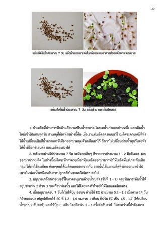 1. นาเมล็ดที่ผ่านการฟักตัวแล้วมาแช่ในน้าสะอาด โดยเทน้าเก่าออกส่วนหนึ่ง และเติมน้า
ใหม่เข้าไปแทนทุกวัน สาเหตุที่ต้องทาอย่างนี้คือ เมื่อเราแช่เมล็ดสตรอเบอร์รี่ เมล็ดจะคายเคมีที่ทา
ให้น้าเปลี่ยนเป็นสีน้าตาลและมีเมือกออกมาคลุมตัวเมล็ดเอาไว้ ถ้าเราไม่เปลี่ยนถ่ายน้าทุกวันจะทา
ให้น้ามีอ๊อกซิเจนต่า และเมล็ดจะเน่าได้
2. หลังจากผ่านไปประมาณ 7 วัน จะมีรากเล็กๆ สีขาวยาวประมาณ 1 - 2 มิลลิเมตร งอก
ออกมาจากเมล็ด ในช่วงนี้เมล็ดจะมีการคายเมือกหุ้มเมล็ดออกมามากทาให้เมล็ดที่แช่เกาะกันเป็น
กลุ่ม ให้เราใช้ตะเกียบ ค่อยๆคนให้เมล็ดแยกออกจากกัน จากนั้นให้แยกเมล็ดที่งอกออกมานาไป
เพาะในฟองน้าเหมือนกับการปลูกสลัดในระบบไฮโดรฯ ต่อไป
3. อนุบาลเกล้าสตรอเบอร์รี่ในถาดอนุบาลด้วยน้าเปล่า (วันที่ 1 - 7) คอยรักษาระดับน้าให้
อยู่ประมาณ 2 ส่วน 3 ของก้อนฟองน้า และให้โดยแสงราไรอย่าให้โดนแดดโดยตรง
4. เมื่ออนุบาลครบ 7 วันก็เริ่มให้ปุ๋ย อ่อนๆ ด้วยใช้ EC ประมาณ 0.8 - 1.1 เมื่อครบ 14 วัน
ก็ย้ายลงแปลงปลูกได้โดยใช้ EC ที่ 1.2 - 1.4 จนครบ 1 เดือน ก็ปรับ EC เป็น 1.5 - 1.7 (ให้เปลี่ยน
น้าทุกๆ 2 สัปดาห์) และให้ปุ๋ย C เสริม โดยฉีดพ่น 2 - 3 ครั้งต่อสัปดาห์ ในระหว่างนี้ถ้าต้องการ
20
 