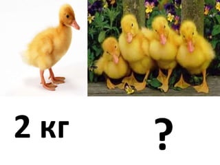 2 кг ?
 