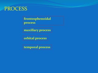 1.osteology of zmc and nose | PPTX