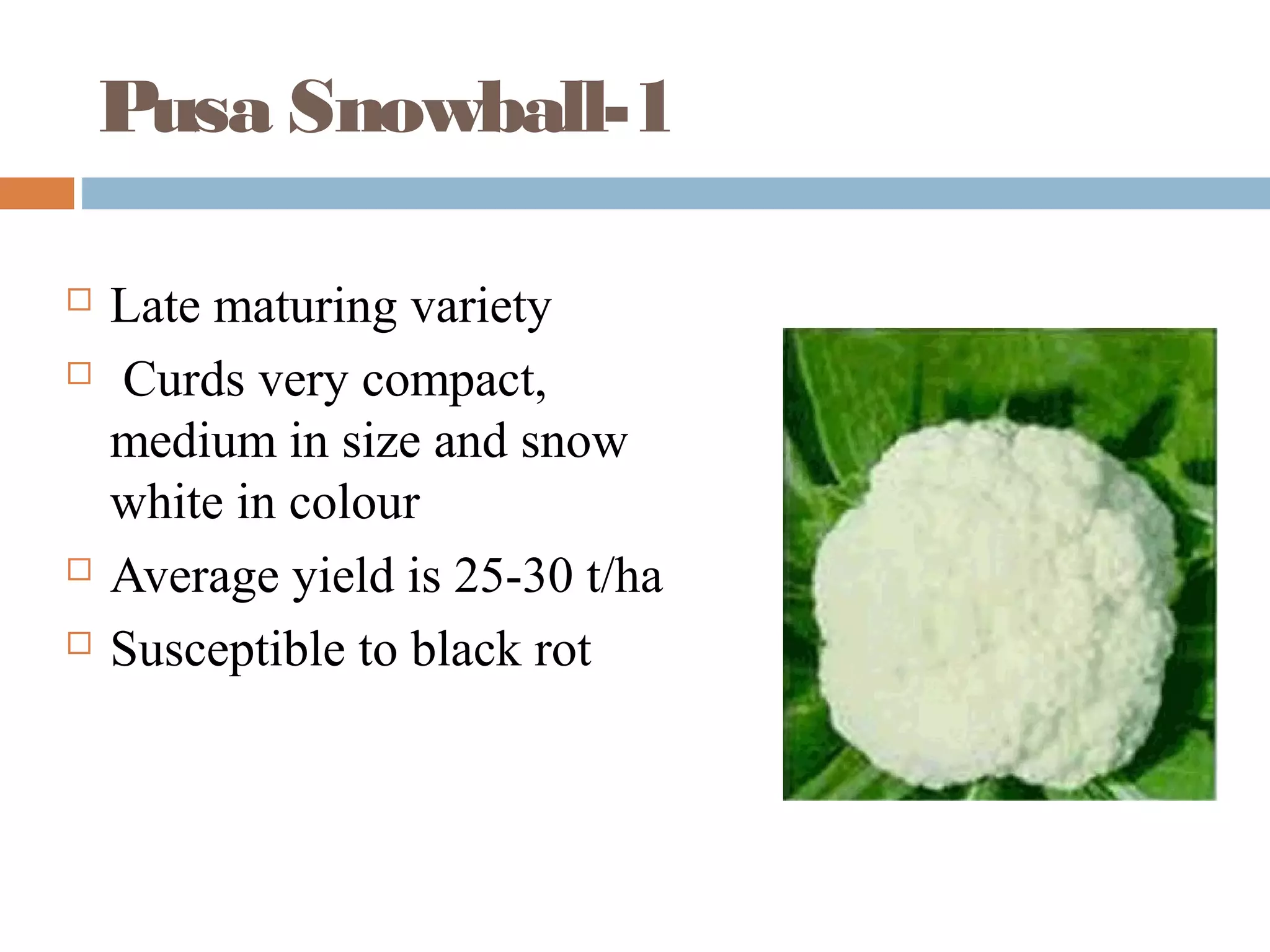 COMMERCIAL VARIETIES AND HYBRIDS IN CABBAGE AND CAULIFLOWER | PPT