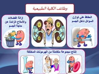 ‫المختلفة‬ ‫الهرمونات‬ ‫من‬ ‫متكاملة‬ ‫مجموعة‬ ‫إنتاج‬
‫الفضالت‬ ‫إزالة‬
‫عن‬ ‫الزائدة‬ ‫واألمالح‬
‫الجسم‬ ‫حاجة‬
‫توازن‬ ‫علي‬ ‫الحفاظ‬
‫الجسم‬ ‫داخل‬ ‫السوائل‬
‫وظ‬‫ائف‬‫الكلية‬‫الطبيعية‬
 