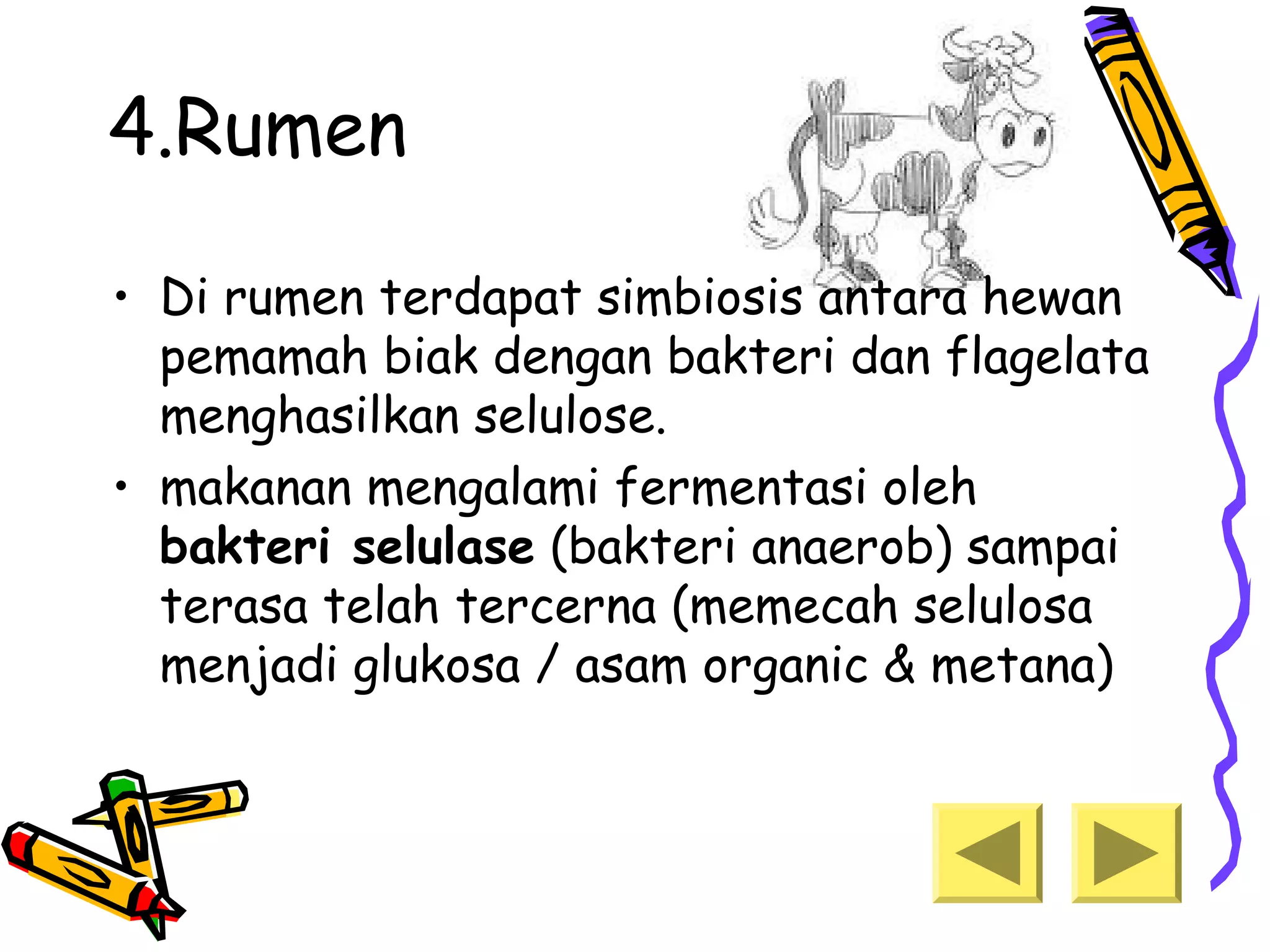 pencernaan hewan-ruminansia | PPT