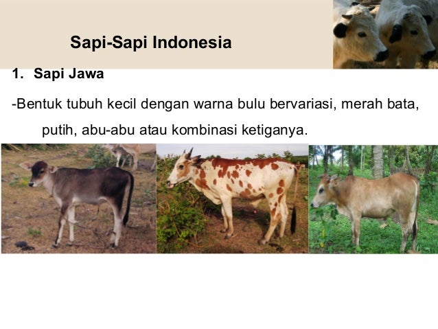 Bangsa Sapi Dan Kerbau