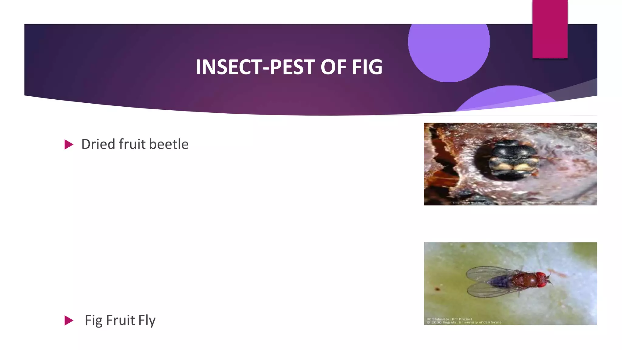 INSECT-PEST OF FIG
 Dried fruit beetle
 Fig Fruit Fly
 