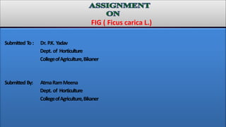 Submitted To: Dr. P.K. Yadav
Dept. of Horticulture
CollegeofAgriculture,Bikaner
Submitted By: AtmaRamMeena
Dept. of Horticulture
CollegeofAgriculture,Bikaner
FIG ( Ficus carica L.)
 