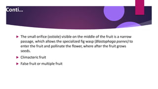  The small orifice (ostiole) visible on the middle of the fruit is a narrow
passage, which allows the specialized fig wasp (Blastophaga psenes) to
enter the fruit and pollinate the flower, where after the fruit grows
seeds.
 Climacteric fruit
 False fruit or multiple fruit
Conti…
 