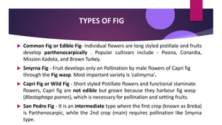 TYPES OF FIG
 Common Fig or Edible Fig- Individual flowers are long styled pistillate and fruits
develop parthenocarpically . Popular cultivars include - Poona, Conardia,
Mission Kadota, and Brown Turkey.
 Smyrna Fig - Fruit develops only on Pollination by male flowers of Capri fig
through the Fig wasp. Most important variety is 'calimyrna'.
 Capri Fig or Wild Fig - Short styled Pistillate flowers and functional staminate
flowers, Capri fig are not edible but grown because they harbour fig wasp
(Blastophaga psenes), which is necessary for pollination and setting fruits.
 San Pedro Fig - It is an intermediate type where the first crop (known as Breba)
is Parthenocarpic, while the 2nd crop (main) requires pollination like Smyrna
type.
 