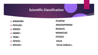 Scientific Classification
 KINGDOM:
 PHYLUM :
 ORDER:
 FAMILY :
 TRIBE :
 GENUS :
 SPECIES :
PLANTAE
ANGIOSPERMAE
ROSALES
MORACEAE
FICEACE
FICUS
FICUS CARICA L.
 