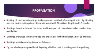 PROPAGATION
 Rooting of hard wood cuttings is the common method of propagation in fig. Rooting
was the best in cuttings from 3 year old wood with 30 - 40 cm length and 1.5 cm dia.
 Cuttings from the base of the shoot and lower part of crown have to be used as they
root better.
 Cuttings are raised in nursery beds and are set out in the field after 12 or 15 months.
 Cuttings are taken during January –February.
 Fig can also be propagated by air layering, shield or patch budding and side grafting
 