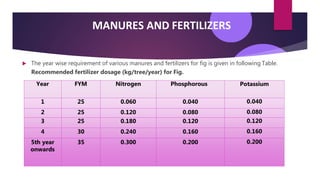 MANURES AND FERTILIZERS
 The year wise requirement of various manures and fertilizers for fig is given in following Table.
Potassium
0.040
0.080
0.120
0.160
Recommended fertilizer dosage (kg/tree/year) for Fig.
Year FYM Nitrogen Phosphorous
1 25 0.060 0.040
2 25 0.120 0.080
3 25 0.180 0.120
4 30 0.240 0.160
5th year 35 0.300 0.200
onwards
0.200
 