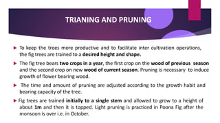 TRIANING AND PRUNING
 To keep the trees more productive and to facilitate inter cultivation operations,
the fig trees are trained to a desired height and shape.
 The fig tree bears two crops in a year, the first crop on the wood of previous season
and the second crop on new wood of current season. Pruning is necessary to induce
growth of flower bearing wood.
 The time and amount of pruning are adjusted according to the growth habit and
bearing capacity of the tree.
 Fig trees are trained initially to a single stem and allowed to grow to a height of
about 1m and then it is topped. Light pruning is practiced in Poona Fig after the
monsoon is over i.e. in October.
 