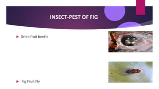 INSECT-PEST OF FIG
 Dried fruit beetle
 Fig Fruit Fly
 