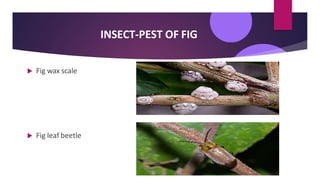 INSECT-PEST OF FIG
 Fig wax scale
 Fig leaf beetle
 