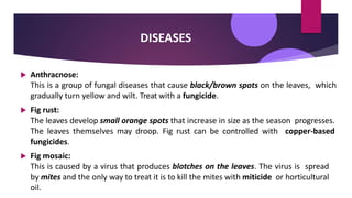 DISEASES
 Anthracnose:
This is a group of fungal diseases that cause black/brown spots on the leaves, which
gradually turn yellow and wilt. Treat with a fungicide.
 Fig rust:
The leaves develop small orange spots that increase in size as the season progresses.
The leaves themselves may droop. Fig rust can be controlled with copper-based
fungicides.
 Fig mosaic:
This is caused by a virus that produces blotches on the leaves. The virus is spread
by mites and the only way to treat it is to kill the mites with miticide or horticultural
oil.
 