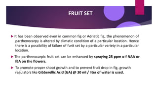 FRUIT SET
 It has been observed even in common fig or Adriatic fig, the phenomenon of
parthenocarpy is altered by climatic condition of a particular location. Hence
there is a possibility of failure of furit set by a particular variety in a particular
location.
 The parthenocarpic fruit set can be enhanced by spraying 25 ppm o f NAA or
IBA on the flowers.
 To promote proper shoot growth and to prevent fruit drop in fig, growth
regulators like Gibberellic Acid (GA) @ 30 ml / liter of water is used.
 