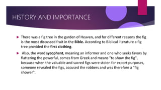 HISTORY AND IMPORTANCE
 There was a fig tree in the garden of Heaven, and for different reasons the fig
is the most discussed fruit in the Bible. According to Biblical literature a fig
tree provided the first clothing.
 Also, the word sycophant, meaning an informer and one who seeks favors by
flattering the powerful, comes from Greek and means "to show the fig",
because when the valuable and sacred figs were stolen for export purposes,
someone revealed the figs, accused the robbers and was therefore a "fig
shower".
 