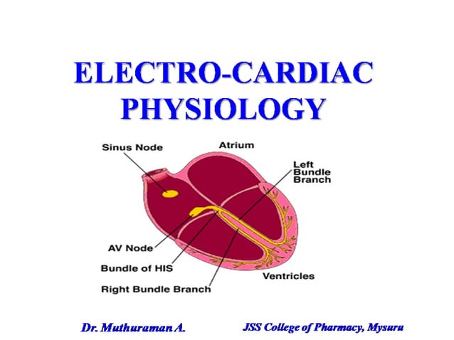 11 Introduction Of Haemodynamics And Electrophysiology Of Heart Ppt