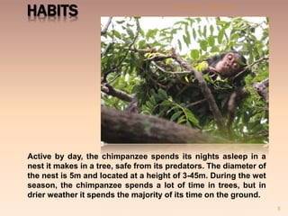 HABITS
Active by day, the chimpanzee spends its nights asleep in a
nest it makes in a tree, safe from its predators. The diameter of
the nest is 5m and located at a height of 3-45m. During the wet
season, the chimpanzee spends a lot of time in trees, but in
drier weather it spends the majority of its time on the ground.
28-Dec-2015Chimpanzee
5
 