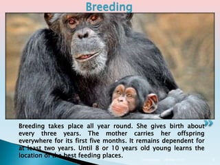 Breeding takes place all year round. She gives birth about
every three years. The mother carries her offspring
everywhere for its first five months. It remains dependent for
at least two years. Until 8 or 10 years old young learns the
location of the best feeding places.
Breeding
28-Dec-2015Chimpanzee 8
 
