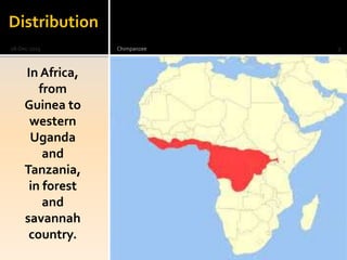 Distribution
In Africa,
from
Guinea to
western
Uganda
and
Tanzania,
in forest
and
savannah
country.
28-Dec-2015 Chimpanzee 9
 