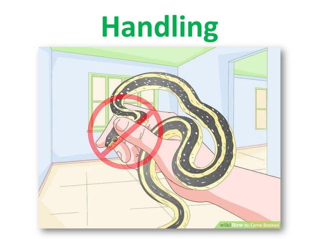 Behavior of Exotic Pets - Snakes | PPT