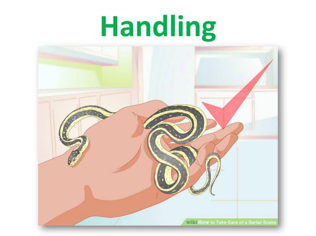 Image showcasing Behavior of Exotic Pets - Snakes | PPT
