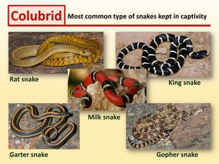 Behavior of Exotic Pets - Snakes | PDF