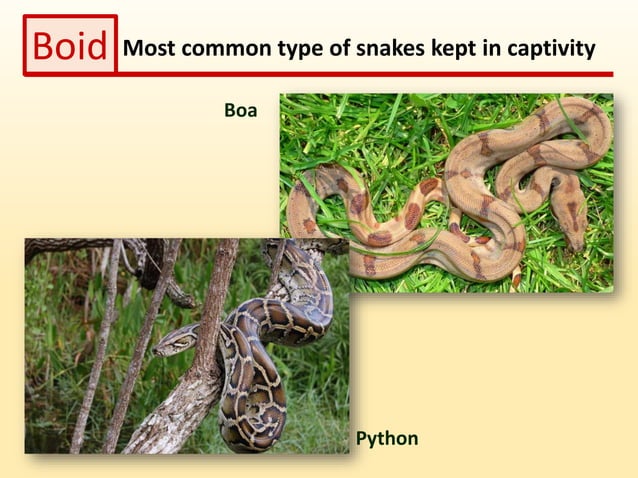 Behavior of Exotic Pets - Snakes | PPT