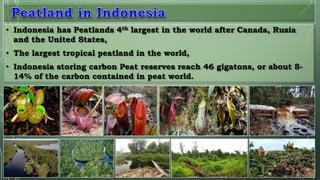 • Indonesia has Peatlands 4th largest in the world after Canada, Rusia
and the United States,
• The largest tropical peatl...