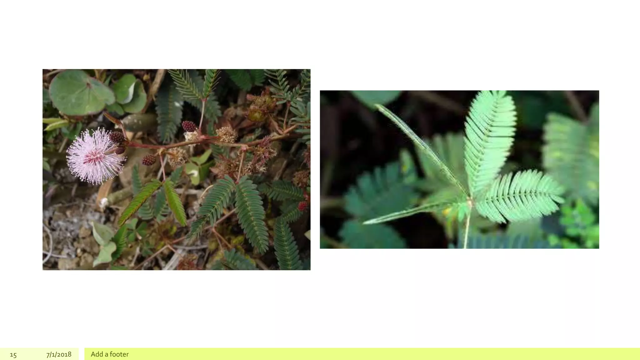 15 7/1/2018 Add a footer
 