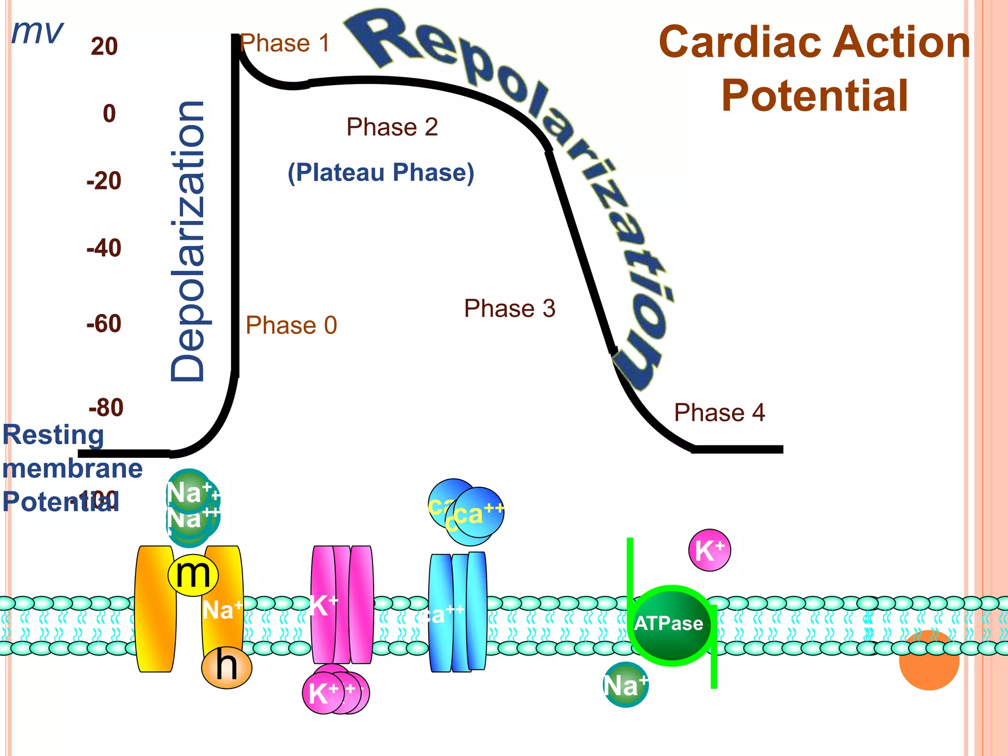 Electrophysiology of Heart & Drugs Affecting Renin Angiotensin System ...