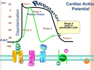 Cardiac Rmp Electrophysiology of Heart & Drugs Affecting Renin Angiotensin System ...