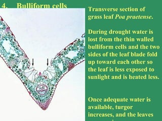 4. Bulliform cells Transverse section of
grass leaf Poa praetense.
During drought water is
lost from the thin walled
bulliform cells and the two
sides of the leaf blade fold
up toward each other so
the leaf is less exposed to
sunlight and is heated less.
Once adequate water is
available, turgor
increases, and the leaves
 