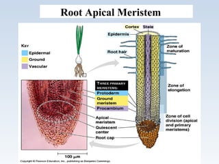 Root Apical Meristem
 