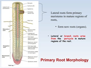 Primary Root Morphology
Lateral roots form primary
meristems in mature regions of
roots,
• form new roots (organs).
• Lateral or branch roots arise
from the pericycle in mature
regions of the root.
 