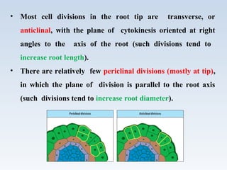 • Most cell divisions in the root tip are transverse, or
anticlinal, with the plane of cytokinesis oriented at right
angles to the axis of the root (such divisions tend to
increase root length).
• There are relatively few periclinal divisions (mostly at tip),
in which the plane of division is parallel to the root axis
(such divisions tend to increase root diameter).
 
