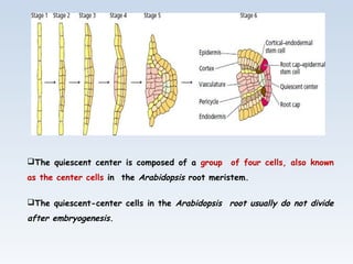 The quiescent center is composed of a group of four cells, also known
as the center cells in the Arabidopsis root meristem.
The quiescent-center cells in the Arabidopsis root usually do not divide
after embryogenesis.
 