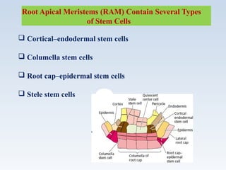 Root Apical Meristems (RAM) Contain Several Types
of Stem Cells
 Cortical–endodermal stem cells
 Columella stem cells
 Root cap–epidermal stem cells
 Stele stem cells
 