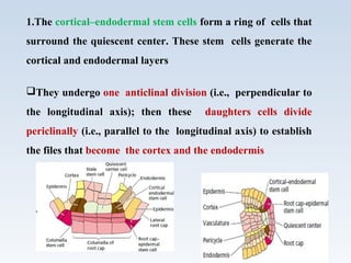1.The cortical–endodermal stem cells form a ring of cells that
surround the quiescent center. These stem cells generate the
cortical and endodermal layers
They undergo one anticlinal division (i.e., perpendicular to
the longitudinal axis); then these daughters cells divide
periclinally (i.e., parallel to the longitudinal axis) to establish
the files that become the cortex and the endodermis
 